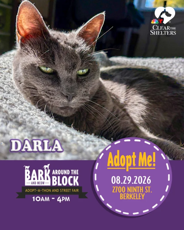 Meet Darla! One of the many adoptable pets you can meet at Bark (& Meow) Around the Block! Darla is a gentle senior kitty with a sweet personality who loves cozy naps, cuddles, and spending time with her favorite people. She may be a senior, but she still has plenty of spunk and enjoys playing with her favorite toys! 

On Saturday, August 29, more than 300 adoptable pets from 30+ shelters and rescue organizations will come together in Berkeley for California’s largest single-location pet adoption event. 

Come meet dogs, cats, puppies, kittens, and more, all looking for loving homes. Berkeley Humane adoption fees are waived, with additional adoption specials available throughout the event. 

the event. 

Bark (& Meow) Around the Block 
 Saturday, August 29, 2026 
 10:00 a.m.–4:00 p.m. 
 2700 Ninth Street, Berkeley 
 FREE admission 

Learn more: Bark (& Meow) Around the Block : Berkeley Humane 

#BATBAdopt26 #NBCBayArea #Telemundo48 #NBCClearTheShelters #VisitBerkeley #BerkeleyHumane #AdoptDontShop #PetAdoption #Berkeley #ThanksToMaddie