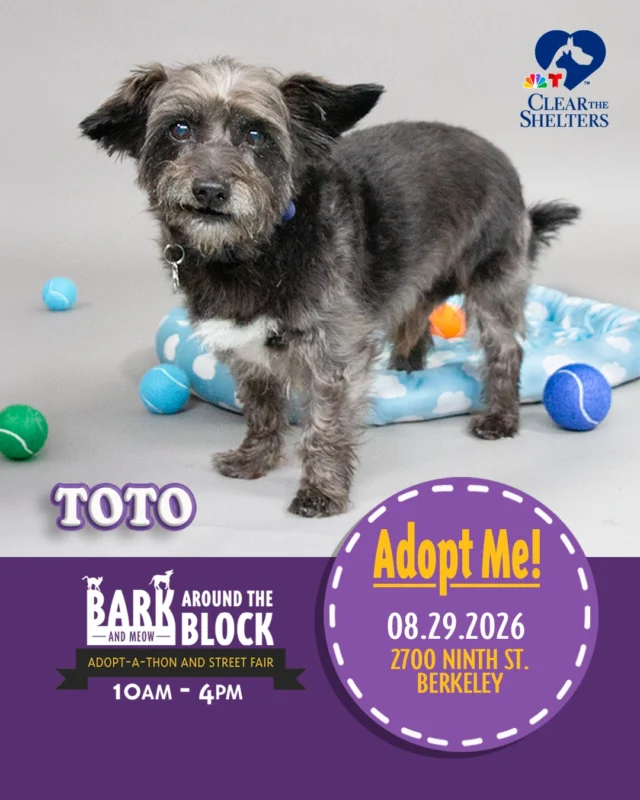 Meet Toto! One of the many adoptable pets you can meet at Bark (& Meow) Around the Block! Toto is a sweet, adventurous pup with a big heart who’s always ready to follow his favorite people wherever the road takes him. He may not have ruby slippers, but he certainly has a magical way of stealing hearts. 

On Saturday, August 29, more than 300 adoptable pets from 30+ shelters and rescue organizations will come together in Berkeley for California’s largest single-location pet adoption event. 

Come meet dogs, cats, puppies, kittens, and more, all looking for loving homes. Berkeley Humane adoption fees are waived, with additional adoption specials available throughout the event. 

Bark (& Meow) Around the Block 
 Saturday, August 29, 2026 
 10:00 a.m.–4:00 p.m. 
 2700 Ninth Street, Berkeley 
 FREE admission 

Learn more: Bark (& Meow) Around the Block : Berkeley Humane 

#BATBAdopt26 #NBCBayArea #Telemundo48 #NBCClearTheShelters #VisitBerkeley #BerkeleyHumane #AdoptDontShop #PetAdoption #Berkeley #ThanksToMaddie