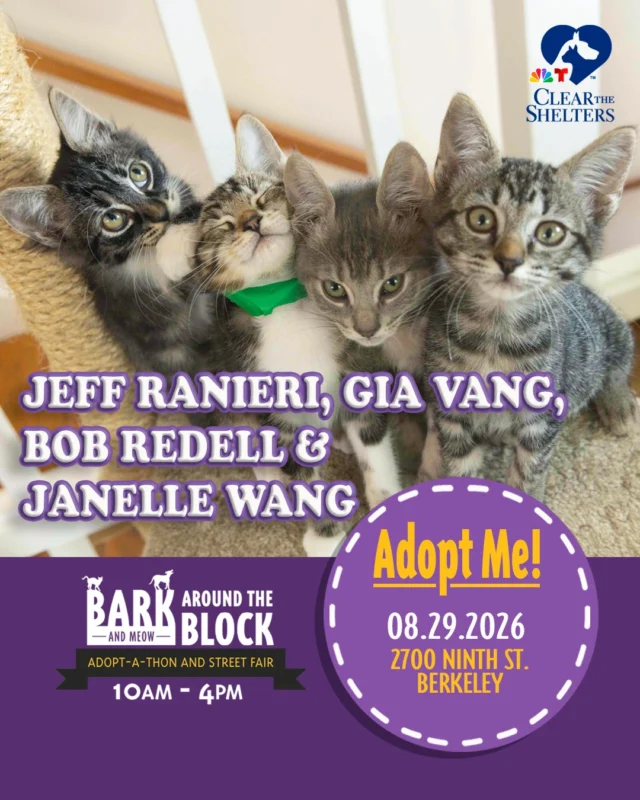 Say hello to Jeff Ranieri, Gia Vang, Bob Redell, and Janelle Wang! This sweet and social crew loves everything from zooming around the house and chasing toys to curling up for cuddles. They’re friendly with everyone they meet and would happily follow their favorite humans from room to room, making sure they never miss a chance for attention! 

You can meet these lovable kittens at Bark (& Meow) Around the Block, California’s largest single-location pet adoption event! On Saturday, August 29, more than 300 adoptable pets from 30+ shelters and rescue organizations will come together in Berkeley. 

Bark (& Meow) Around the Block 
Saturday, August 29, 2026 
10:00 a.m.–4:00 p.m. 
2700 Ninth Street, Berkeley 
FREE admission 

Come meet dogs, cats, puppies, kittens, and more! Berkeley Humane adoption fees are waived, with additional adoption specials available throughout the event. 

berkeleyhumane.org/events/bark-and-meow/ 

#BATBAdopt26 #NBCBayArea #Telemundo48 #NBCClearTheShelters #VisitBerkeley #BerkeleyHumane #AdoptDontShop #PetAdoption #Berkeley #ThanksToMaddie