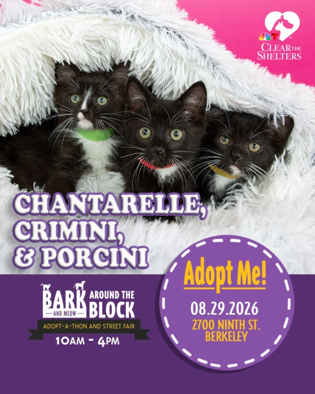 Meet Chantarelle, Crimini, & Porcini! These three adorable kittens are part of the many adoptable pets you can meet at Bark (& Meow) Around the Block! Full of curiosity, playful energy, and plenty of kitten cuddles, they love exploring, playing together, and finding cozy spots to curl up side by side. 

On Saturday, August 29, more than 300 adoptable pets from 30+ shelters and rescue organizations will come together in Berkeley for California’s largest single-location pet adoption event. 

Come meet dogs, cats, puppies, kittens, and more, all looking for loving homes. Berkeley Humane adoption fees are waived, with additional adoption specials available throughout the event. 

Bark (& Meow) Around the Block 
 Saturday, August 29, 2026 
 10:00 a.m.–4:00 p.m. 
 2700 Ninth Street, Berkeley 
 FREE admission 

Learn more: Bark (& Meow) Around the Block : Berkeley Humane 

#BATBAdopt26 #NBCBayArea #Telemundo48 #NBCClearTheShelters #VisitBerkeley #BerkeleyHumane #AdoptDontShop #PetAdoption #Berkeley #ThanksToMaddie