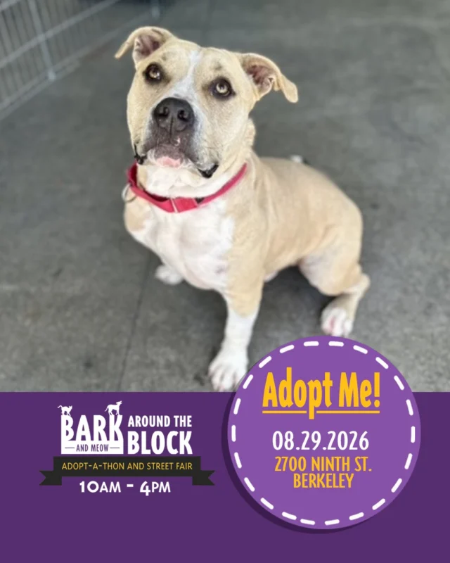 Every garden needs a bright spot, and Butternut is ready to be the sunshine in yours. This super friendly, social, lover boy is all about people, playtime, and making new friends (two or four legged), wherever he goes. With his sunny spirit and affectionate heart, Butternut is ready to brighten everyone’s day with all the tail wags, snuggles, and goofy charm he can muster. 

He loves walking with his best buds and shows more confidence in this big, scary world when with other dogs. Come check him out! 
 #batbadopt26 #BATBAdopt26 #adoptadog #ShelterPets