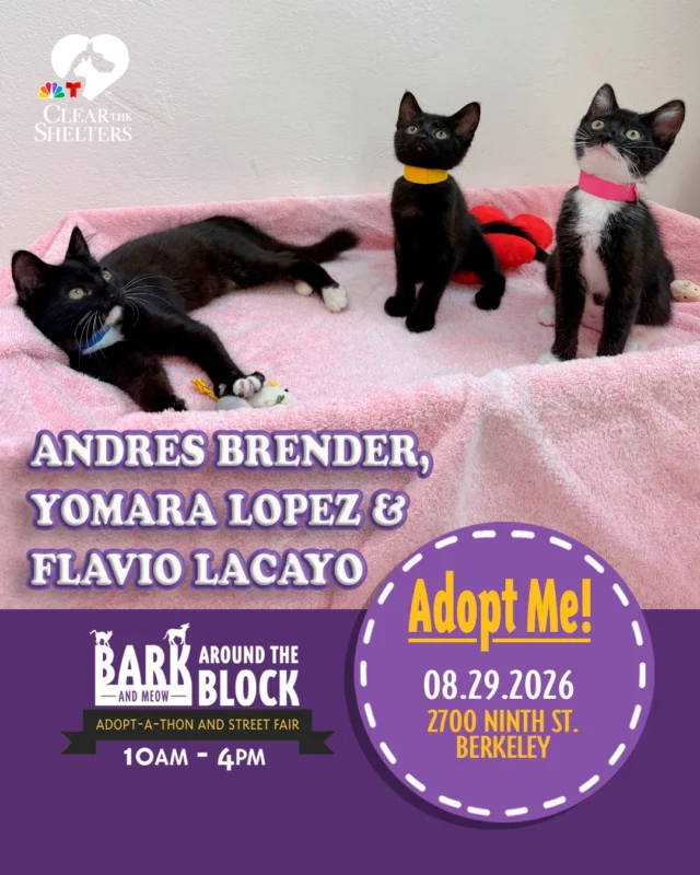 Meet Andres Brender, Yomara Lopez, and Flavio Lacayo! This playful trio is ready for their closeups, and their loving homes! They love games, adventures, and all kinds of kitten fun, but they’re just as happy to curl up for sweet snuggles and shower their people with affection. 

You can meet these little kittens at Bark (& Meow) Around the Block, California’s largest single-location pet adoption event! On Saturday, August 29, more than 300 adoptable pets from 30+ shelters and rescue organizations will come together in Berkeley. 

Bark (& Meow) Around the Block 
Saturday, August 29, 2026 
10:00 a.m.–4:00 p.m. 
2700 Ninth Street, Berkeley 
FREE admission 

Come meet dogs, cats, puppies, kittens, and more! Berkeley Humane adoption fees are waived, with additional adoption specials available throughout the event. 

berkeleyhumane.org/events/bark-and-meow/ 

#BATBAdopt26 #NBCBayArea #Telemundo48 #NBCClearTheShelters #VisitBerkeley #BerkeleyHumane #AdoptDontShop #PetAdoption #Berkeley #ThanksToMaddie
