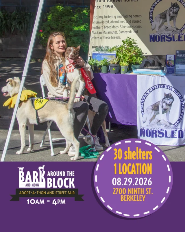 We’re excited to welcome Northern California Sled Dog Rescue to Bark (& Meow) Around the Block! Northern California Sled Dog Rescue is dedicated to helping sled dogs and northern breeds in need through rescue, rehabilitation, foster care, and adoption, giving these incredible dogs the chance to find loving homes. 

Come meet the Northern California Sled Dog Rescue team and learn more about their work on Saturday, August 29 from 10 AM–4 PM at 2700 Ninth Street in Berkeley! 

With 300+ adoptable animals, 30+ shelters and rescue organizations, pet-friendly vendors, food, a DJ, and FREE admission, it’s a day you won’t want to miss! 

Come celebrate animals, discover more about local rescue organizations, and maybe even meet your new best friend! 

#BATBAdopt26 #NBCBayArea #Telemundo48 #NBCClearTheShelters #VisitBerkeley #BerkeleyHumane #AdoptDontShop #PetAdoption #Berkeley