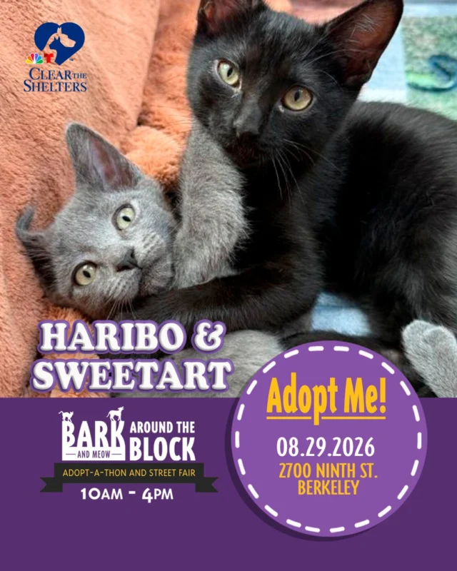 Meet Haribo & Sweetart! Two sweet kittens who are ready to add a little extra joy to your life! They are full of playful energy and love to chase toys, zoom around, and have fun together. They’re the perfect pair to bring a lifetime supply of cuddles, laughs, and kitten antics into your home! 

On Saturday, August 29, more than 300 adoptable pets from 30+ shelters and rescue organizations will come together in Berkeley for California’s largest single-location pet adoption event! 

Bark (& Meow) Around the Block 
Saturday, August 29, 2026 
10:00 a.m.–4:00 p.m. 
2700 Ninth Street, Berkeley 
FREE admission 

Come meet dogs, cats, puppies, kittens, and more, all looking for loving homes. Berkeley Humane adoption fees are waived, with additional adoption specials available throughout the event. 

berkeleyhumane.org/events/bark-and-meow/ 

#BATBAdopt26 #NBCBayArea #Telemundo48 #NBCClearTheShelters #VisitBerkeley #BerkeleyHumane #AdoptDontShop #PetAdoption #Berkeley #ThanksToMaddie