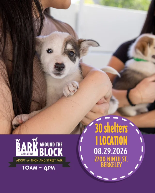 We are thrilled to join more than 30 Bay Area shelters and rescue organizations at Bark (& Meow) Around the Block, hosted by berkeleyhumane!

This incredible community event brings hundreds of adoptable dogs, cats, puppies, and kittens together in one place — all hoping to meet the people who will take them home. ❤️

Whether you’re ready to adopt, considering fostering, or simply want to spend a day celebrating animals, there are plenty of ways to make a difference. Come for the pets and stay for live music, food and drinks, local vendors, and family-friendly activities.

We’ll be there with HSSV adoptables ready to meet their matches. We hope you’ll stop by, say hello, and help us make this one unforgettable day for pets in need. 🐶🐱

#HSSV #BATBAdopt26 #Adoptable