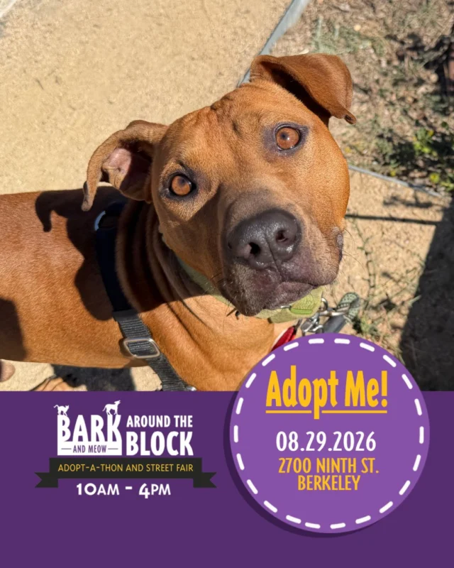 Berkeley Animal Care Services is participating in Bark (and Meow) Around the Block!
Make sure to stop by our booth on Saturday and meet some of our adoptable dogs - 
including this sweet boy, Cheetah Chrome!🐾 

🐾 Berkeley Animal Care Services
📍 1 Bolivar Drive, Berkeley, CA
⏰ Mon - Sat: 10am - 4pm with extended hours on Wednesday until 7pm.
⏰ Sundays: 11am to 3pm
📧 Email: animalservices@berkeleyca.gov
☎️ Call (510) 981-6600

#BATBAdopt26 #adoptionevent #berkeleyanimals #dogsforadoption