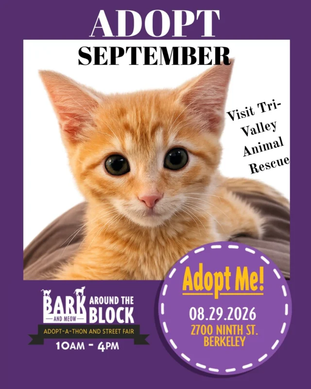 September 🧡 handsome, purr-loud, kiss-giving cuddle bug looking for his forever home. He came to us with a broken leg that healed beautifully after weeks of cage rest — now he’s ready to be someone’s one and only (he loves being an only cat!).

To view his profile, head to TVAR.ORG, and to meet him head out to Bark (and Meow) Around the Block this Saturday from 10 am to 4 pm. 

#batbadopt26