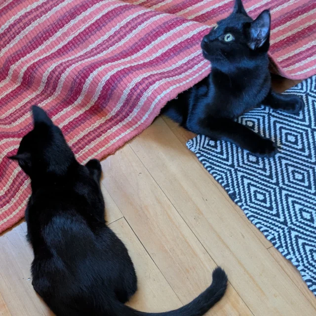Chickpea discovers rugs. Garbanzo watches & learns.

#BATBAdopt26 #BerkeleyHumane #PetAdoption #Berkeley

https://www.instagram.com/p/DcKFX8RAKNy/