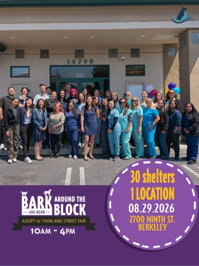 Catch the WAVES team at Bark and Meow Around the Block! 🌊🐾
We’re heading to the Adopt-A-Thon and Street Fair on Saturday, 8/29—stop by our booth, grab some fun goodies, and snap a picture at our photo op! It’s a great chance to say hi, meet the team, and learn all about WAVES. See you there! 📸🎁✨

Event Details:
📍 Location: 2700 Ninth St., Berkeley
⏰ Time: 10 AM – 4 PM
📅 Date: August 29

#BATBAdopt26 #BarkAndMeowAroundTheBlock #BerkeleyEvents #AdoptAThon #WAVES