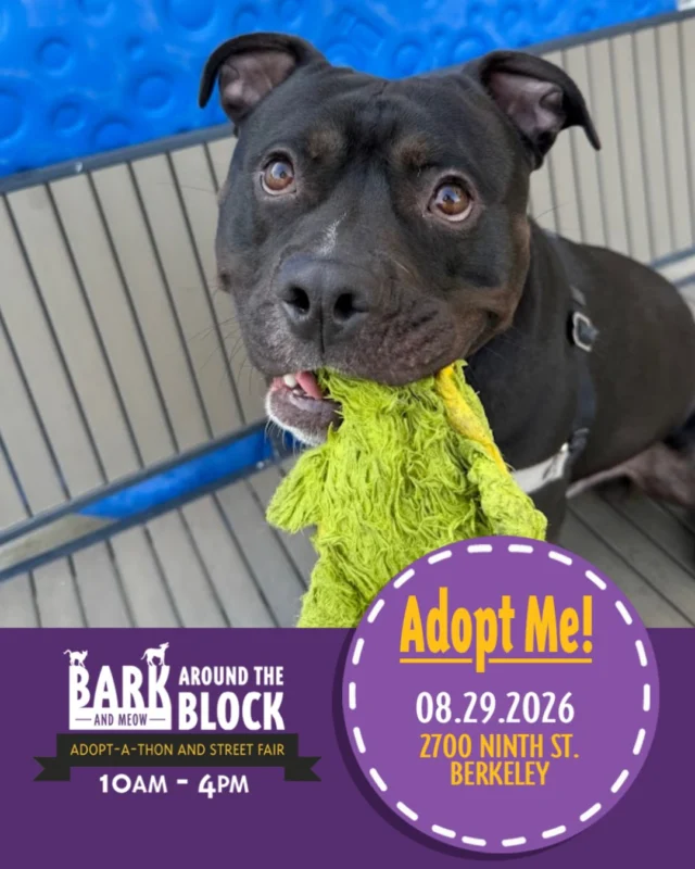 Anubis has made every staff member and volunteer fall in love with him… Now it’s your turn! ❤️

Whether it’s (adorably) carrying a toy in his mouth, asking for belly rubs, or cuddling his person, this goofy guy never fails to make us smile.

However, after over 6 months in a shelter environment, Anubis isn’t quite himself anymore. He’s showing signs of kennel stress & needs a home to call his own. In order to make that happen, we need your help!

If you know someone looking for a goofy, affectionate best friend, tag them or share this post! You can also meet Anubis at our shelter or at berkeleyhumane Bark (and Meow) Around the Block this Saturday. ❤️

Anubis (A061122)
2 years
60 lbs

🐾 Berkeley Animal Care Services
📍 1 Bolivar Drive, Berkeley, CA
⏰ Mon - Sat: 10am - 4pm with extended hours on Wednesday until 7pm.
⏰ Sundays: 11am to 3pm
📧 animalservices@berkeleyca.gov
☎️ (510) 981-6600

#batbadopt26 #berkeleyca #adoptme #adoptashelterpet