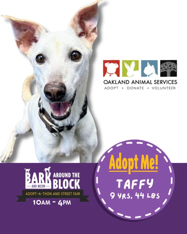 We’re excited to be part of Bark & Meow Around The Block again this year! 

Come meet Landon, Taffy, and Newman—three adoptable dogs who will be there and ready to meet you! 

📍 Bark & Meow Around The Block - Berkeley
🗓️ 10AM–4PM

Want to learn more before you visit? Check out their profiles on our website to read about each dog and see if they could be the one for you!

Keep an eye out—we’ll be sharing more OAS adoptables attending soon! 🐾

#batbadopt26 #oaklandanimalservices #adoptabledogs #dogadoption #adoptdontshop