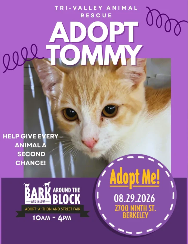 Meet Tommy 🧡 this orange-and-white cutie is all big eyes and bigger curiosity. He’s playful, food-motivated, and never met a lap he didn’t want to be on. Tommy’s ready to trade shelter life for a forever couch to call his own.

To view his profile, head to TVAR.ORG, or meet him in person this Saturday from 10 am to 4 pm at Bark (and Meow) Around the Block at 2700 Ninth Street in Berkeley. 

#batbadopt26