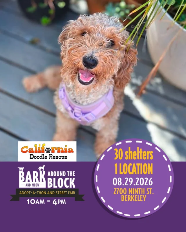 We’re excited to welcome California Doodle Rescue to Bark (& Meow) Around the Block! California Doodle Rescue is dedicated to helping Doodles and other dogs in need find loving homes, providing them with the care, support, and second chances they deserve. 

Come meet the California Doodle Rescue team and learn more about their work on Saturday, August 29 from 10 AM–4 PM at 2700 Ninth Street in Berkeley! 

With 300+ adoptable animals, 30+ shelters and rescue organizations, pet-friendly vendors, food, a DJ, and FREE admission, it’s a day you won’t want to miss! 

Come celebrate animals, connect with local rescue organizations, and maybe even meet your new best friend! 

berkeleyhumane.org/events/bark-and-meow/ 

#BATBAdopt26 #NBCBayArea #Telemundo48 #NBCClearTheShelters #VisitBerkeley #BerkeleyHumane #AdoptDontShop #PetAdoption #Berkeley