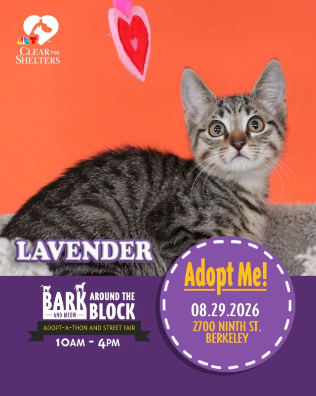 Meet Lavender! One of the many adoptable pets you can meet at Bark (& Meow) Around the Block! Lavender is a beautiful kitten with a sweet and gentle personality. She loves snuggling with her human friends, playing with her favorite toys, and curling up for cozy naps with a fuzzy companion nearby. This little sweetheart is ready to add plenty of love, fun, and a little extra color to your life! 

On Saturday, August 29, more than 300 adoptable pets from 30+ shelters and rescue organizations will come together in Berkeley for California’s largest single-location pet adoption event! 

Bark (& Meow) Around the Block 
Saturday, August 29, 2026 
10:00 a.m.–4:00 p.m. 
2700 Ninth Street, Berkeley 
FREE admission 

Come meet dogs, cats, puppies, kittens, and more, all looking for loving homes. Berkeley Humane adoption fees are waived, with additional adoption specials available throughout the event. 

berkeleyhumane.org/events/bark-and-meow/ 

#BATBAdopt26 #NBCBayArea #Telemundo48 #NBCClearTheShelters #VisitBerkeley #BerkeleyHumane #AdoptDontShop #PetAdoption #Berkeley #ThanksToMaddie