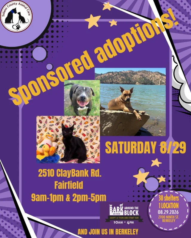 🐾 Sponsored Adoptions THIS SATURDAY! 🐾

Looking to add a furry friend to your family? ❤️ Join us THIS SATURDAY, 8/26, for SPONSORED ADOPTIONS!

🏠 Visit us at the shelter
📍 2510 Claybank Rd, Fairfield
🕘 9 AM–1 PM & 2 PM–5 PM

🚗 Want to get outta town? Come see us in Berkeley!
Our adoption trailer will be at Bark (& Meow) Around the Block!
📍 2700 Ninth St, Berkeley
🕙 10 AM–4 PM

Come meet your new best friend! 🐶🐱 Sponsored adoption fees mean more opportunities to give a shelter pet the loving home they deserve. ❤️
https://24petconnect.com/SolanoCountyAdoptablePets

#SCAC #SponsoredAdoptions #AdoptDontShop #AdoptAShelterPet  #BATBAdopt26 #SolanoCountyAnimalCare #FairfieldCA #BerkeleyCA #RescuePets #ShelterPets