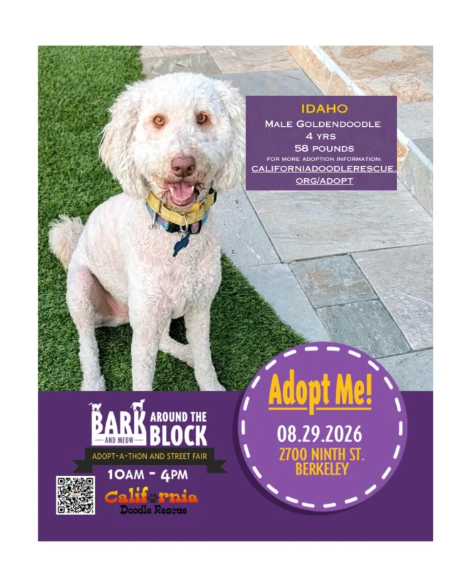 🤩COME SEE US! 🤩Come by our table.  Meet our team.  Meet our adoptable doodles.  Learn more about California Doodle Rescue.  Find out how you can help us save Doodles.   
For more information on how to adopt: californiadoodlerescue.org/adopt.
#BATBAdopt26