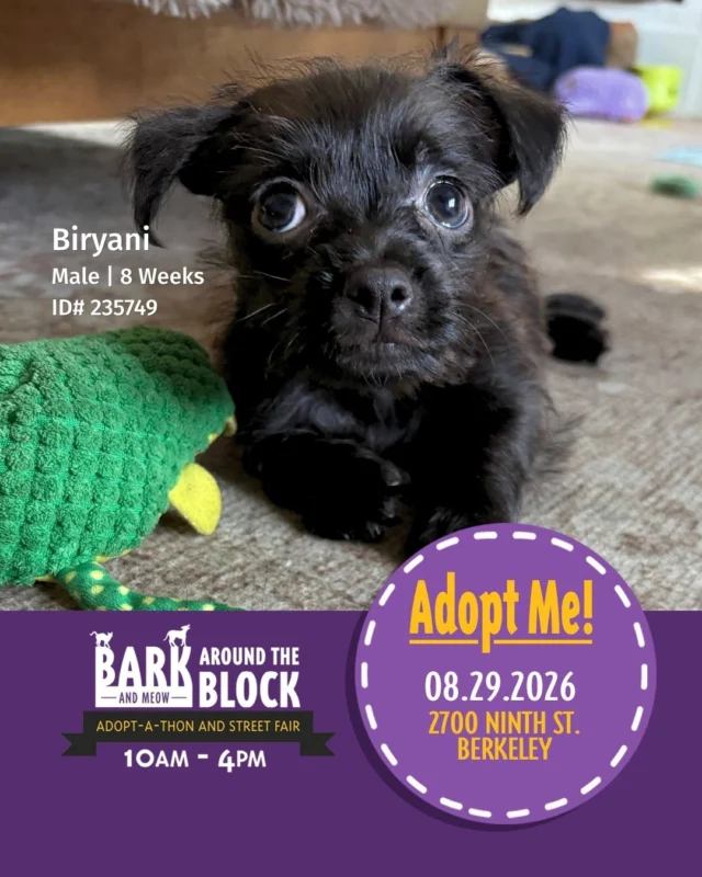 Tomorrow, hundreds of adoptable pets will be waiting for their next chapter — all in one place!

We’re excited to join more than 30 Bay Area shelters and rescue organizations at Bark (& Meow) Around the Block, hosted by berkeleyhumane 🐾❤️

From playful puppies and curious kittens to sweet adult dogs and cats, there will be so many amazing animals to meet, including HSSV adoptables looking for their people.

And adoption isn’t the only way to get involved! Whether you’re ready to welcome a new companion, thinking about fostering, or simply want to spend a fun day celebrating animals, there’s something for everyone. 

📅 Saturday, August 29 
🕐 10 AM — 4 PM
📍 2700 9th Street, Berkeley, CA 94710

We hope to see you there! 

#HSSV #BATBAdopt26 #Adoptable #ShelterPets