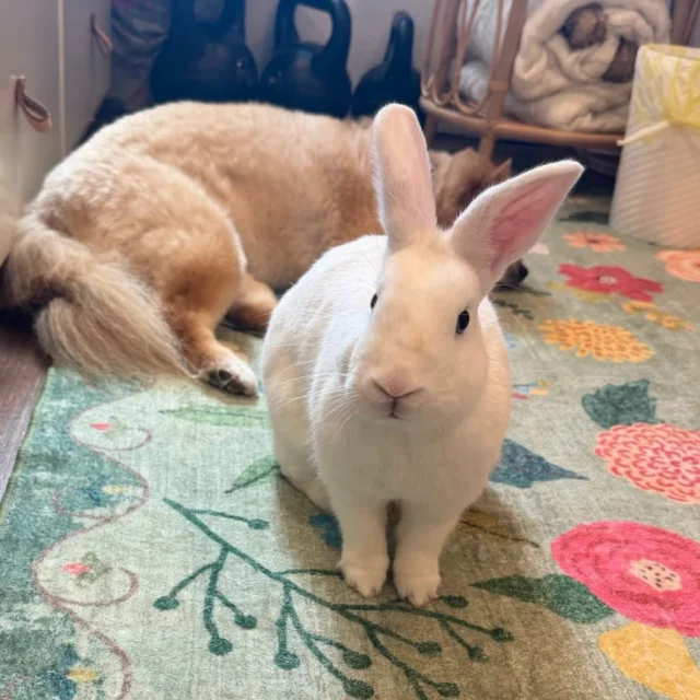 Meet Dodgeball, our sporty and outgoing boy who came to HRS from the Napa County Shelter. Dodgeball loves all physical activity, whether it is throwing a ball into his water dish or running zoomies around your feet, this little athlete loves to be active and engaged. He has ben described as #LiterallyTheGreatestBunnyEver. Check out what Dodgeball’s foster has to say about him:

“Dodgeball is incredibly curious and loves being part of whatever is happening around him. He likes to walk alongside his foster mom and has become especially interested in following our dog around. He also loves being near our kids. If someone is sitting on the floor doing a puzzle, you can almost guarantee Dodgeball will be right there in the middle of it, checking everything out.

His foster mom has also been so impressed with how clean and tidy he keeps his space and how happily he can free roam for hours. He is definitely curious — we’ve caught him investigating under all of our furniture and the baseboards a few times! — but he isn’t destructive at all and has been the perfect little house guest.

One of my favorite things about him is his morning zoomies and binkies. He gets so excited and happy, and it’s impossible not to smile watching him.

I really think Dodgeball would thrive in a home where he can freely roam and be part of the family. And based on how much he enjoys our dog, I think he may especially love a home with another animal. He’ll happily hop over to our dog, lay right next to him, or even initiate a little play session. He is such a sweet, curious, happy little guy, and we are absolutely smitten with him. ❤️”

Dodgeball is neutered, microchipped, and vaccinated against RHDV2 (vaccine needs to be administered annually). House Rabbit Society recommends all rabbits see a rabbit-savvy veterinarian once a year.

Submit an adoption application for Dodgeball at houserabbit.org. House Rabbit Society is located in Richmond, California, just north of San Francisco. Questions? Email rabbit-center@houserabbit.org and we’ll be happy to talk more with you!

#BATBAdopt26