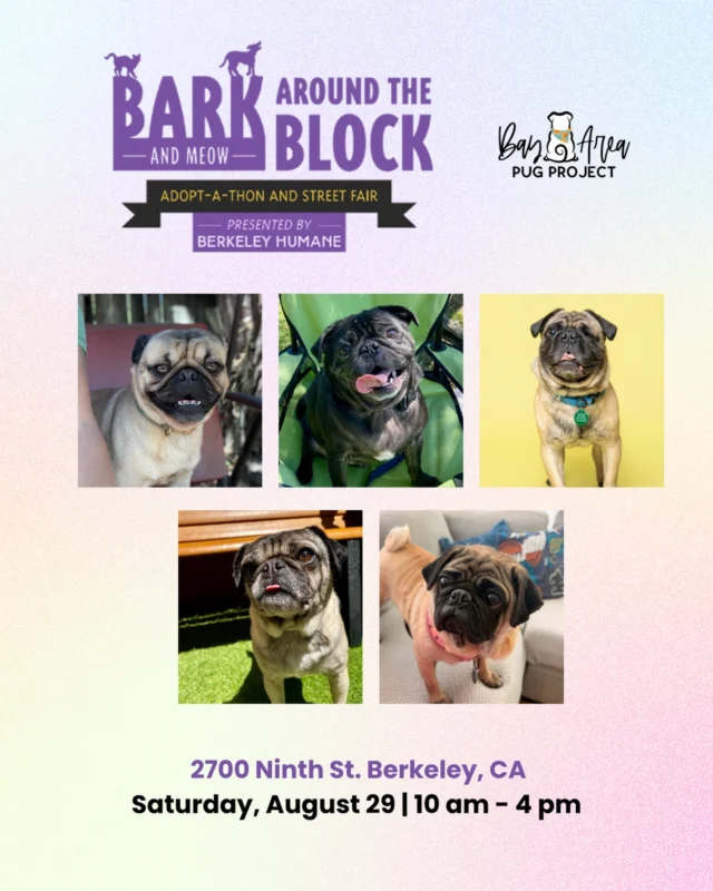 See you tomorrow, Berkeley!

We’ll be at Berkeley Humane’s Bark & Meow Around the Block tomorrow from 10 AM to 4 PM with adoptable pugs, rescue swag, and plenty of pug love.

Come stop by our booth, say hi, and get some pug snuggles.

In attendance: Stitch, Scooby, Gerald, Sebastian, and Lulu

#bayareapugproject #bayarea #pugs #adoptme #batbadopt26