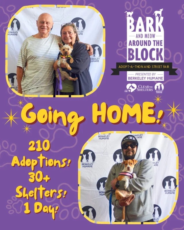 210 Adoptions & So Many Happy Beginnings! 

What an incredible day at Bark (& Meow) Around the Block! We’re still celebrating the 210 pets who found their loving homes this Saturday, alongside 30+ shelters and rescue organizations coming together for one amazing day in Berkeley. A huge thank you to everyone who came out, adopted, volunteered, donated, and helped make this day so special! 

We’re incredibly grateful to NBC Bay Area for helping make this event possible and to the real Marcus Washington and Laura Garcia for helping spread the word about this incredible day. Most of all, thank you to everyone who helped make these happy endings possible. 

Congratulations to all of our Berkeley Humane adoptions! 

Ferry, Casablanca + Citizen Kane, Clay, Sweetart, Chickpea + Garbanzo, Kari Hall, Coco, Bigad Shaban, Virginia Woolf, Sapphire, Dorothy + Blanche, Elsa, Lavender, Opal, Chantarelle + Crimini, Chris Chmura, Anna, Diana San Juan, Periwinkle, Ginger Conjero, Janelle Wang, Mink, Badger, Rob Mayeda, Pilar Nino, Jeff Ranieri, Raj Mathai, Topaz, Roger, Porcini, Domino, Gia Vang, Anza, Flavio Lacayo + Yomara Lopez, Roxie, Affogato, Indie, Cesar Bayona, Dreamy, Jade, Otter, Bob Redell, Haribo, Jimbo, Orlando Pena Aurquia, Benjamin, Fred, Velma, Polyester, Ciao, Sophia, Lovebug + Aphrodite, Kris Sanchez, Velena Jones, Percy, Suds + Bubble, Coconut + Pineapple, Darla, Audrey Asisto, Rosie, Rocko, Febe, Laura Garcia, Toto, Marcus Washington, and Moke! 

Thank you Bay Area for giving these pets a loving home! 

@themarcuswashington  @lauragarcianbc 

#BATBAdopt26 #NBCBayArea #Telemundo48 #NBCClearTheShelters #BerkeleyHumane #AdoptDontShop #PetAdoption #Berkeley #ThanksToMaddie