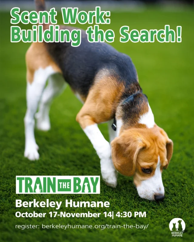 Let your dog follow their nose!

Tap into your dog’s natural instincts with Scent Work at Berkeley Humane! Inspired by techniques used to train professional detection dogs, this class gives your pup the chance to search, sniff, problem-solve, and have fun while building confidence and using both mental and physical energy.

Led by Nancy Frensley, a certified Scent Work instructor and AKC Scent Work Judge, this class is suitable for beginners and can help prepare dog-and-handler teams for future competitions.

October 17–November 14
4:30 PM
Berkeley Humane Behavior & Training Center
936 Carleton St., Berkeley, CA 94710

No previous scent work experience required! Recommended for dogs 4 months and older with current core vaccinations. Each dog must have their own handler.

#TrainTheBay #BerkeleyHumane #DogTraining
