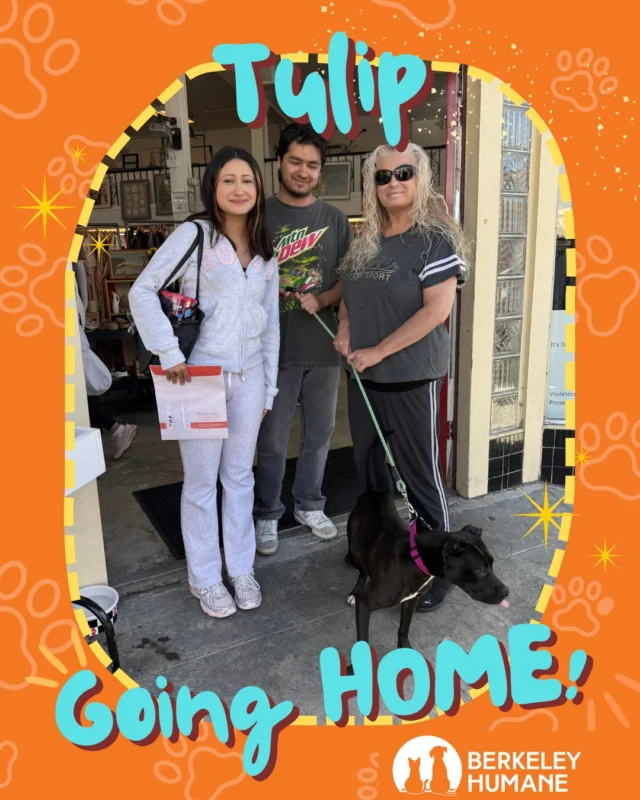 Tulip, Maven, Jane, Oreo, Merengue, Pickles, & Pepper are going home! 

We’re thrilled to celebrate these kittens and puppy who recently found their families! Each of these sweet pets is beginning a new chapter, and we couldn’t be happier to see them heading home. 

A heartfelt thank you to our adopters, fosters, volunteers, donors, and community supporters for being part of their journey. Your kindness and dedication make these happy endings possible and help more pets get the second chances they deserve. 

Berkeleyhumane.org 

#BerkeleyHumane #Adopted #GoingHome #AdoptDontShop #ShelterPets #RescueCats #RescueKittens #CatAdoption #BayAreaPets #HappyTails
